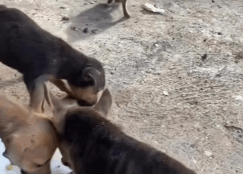 M1009034 Today went to get some food for my little friend