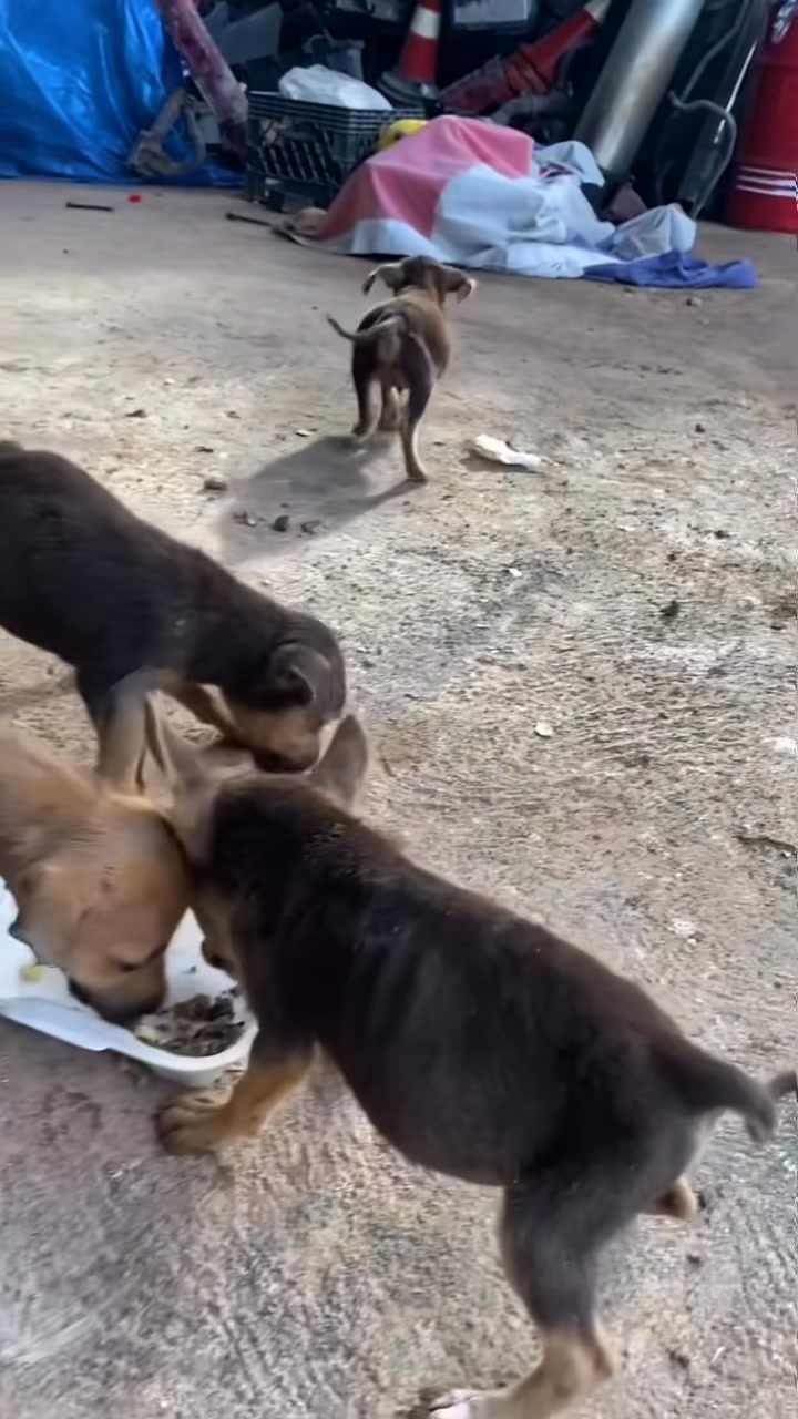 M1009034 Today went to get some food for my little friend