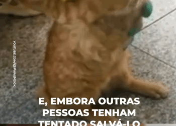 M3108007_Arruinaram suas patas por diversão_part2