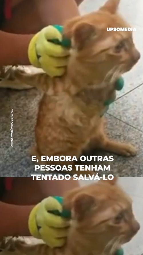 M3108007_Arruinaram suas patas por diversão_part2