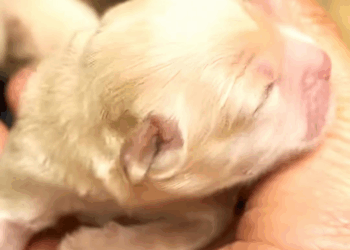 M1009032 dog animals animalsrescue cat fyp part2