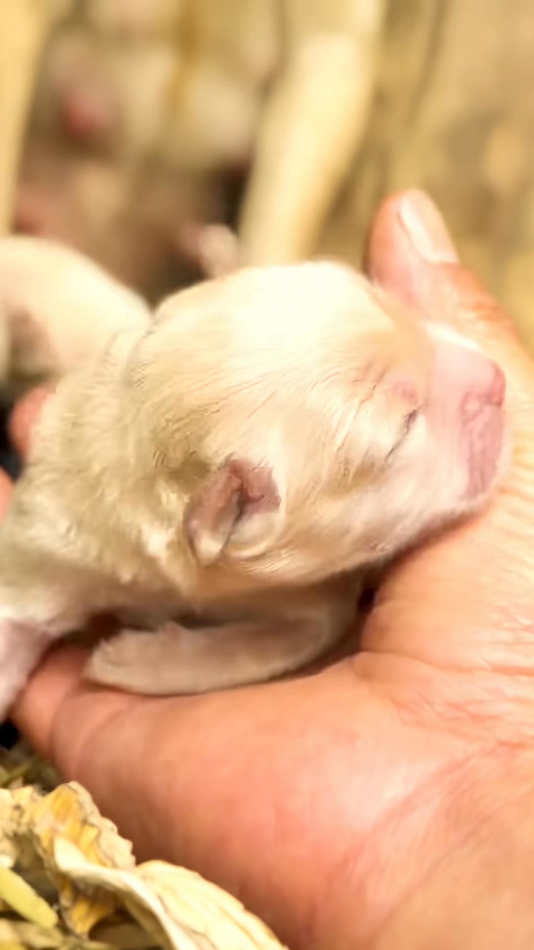 M1009032 dog animals animalsrescue cat fyp part2