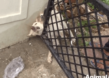 M0179006_Animals in disasters rescues to make your heart stand still._part2