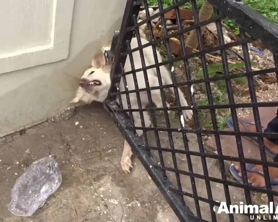 M0179006_Animals in disasters rescues to make your heart stand still._part2