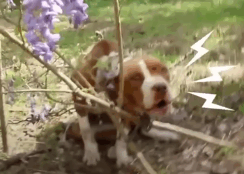 M1509018_He saved this gorgeous girl and bought her home_part2