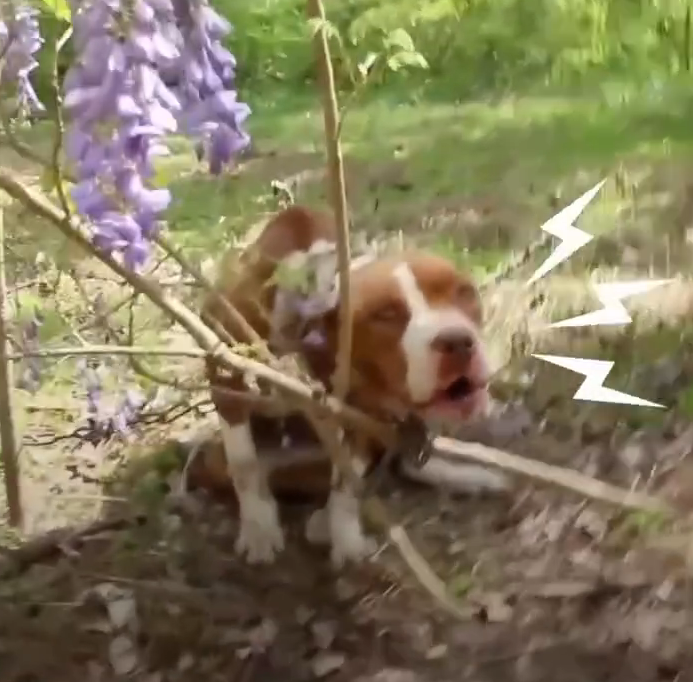 M1509018_He saved this gorgeous girl and bought her home_part2