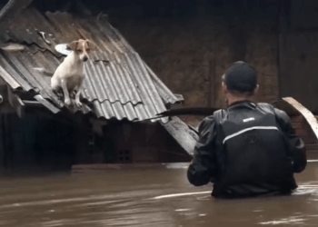 M1509003_rescuedog helpanimals Dog Is My Life_part2