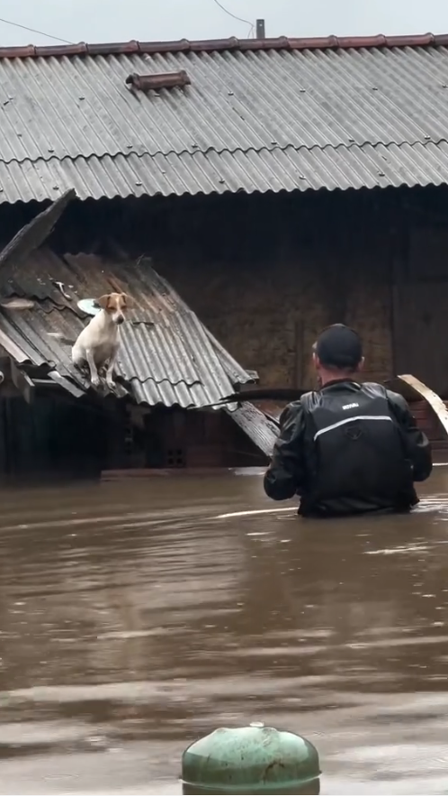 M1509003_rescuedog helpanimals Dog Is My Life_part2