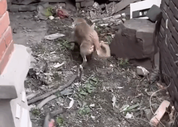 M1809006_This story will break your heart rescueanimals rescuedogs dog reelsvideoシ rescuedog puppies puppy rescue rescuedogsofinstagram_part2