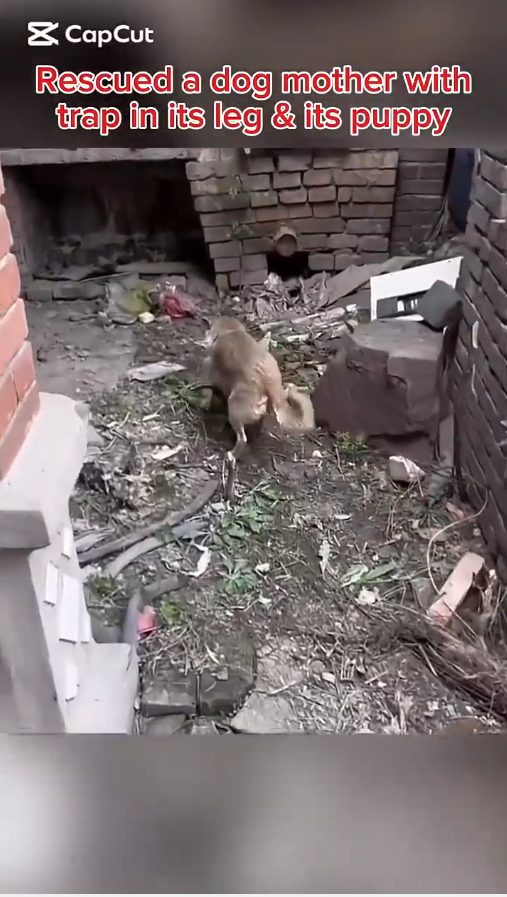 M1809006_This story will break your heart rescueanimals rescuedogs dog reelsvideoシ rescuedog puppies puppy rescue rescuedogsofinstagram_part2