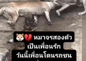 M1509009_On a road… Two stray dogs, a family, and a bird, have been living together all along. They are not tired or hurt by the world._part2