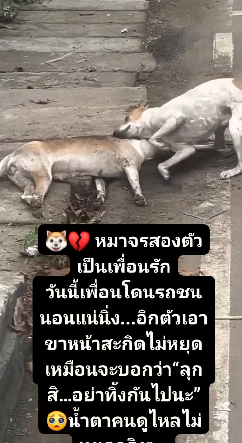 M1509009_On a road… Two stray dogs, a family, and a bird, have been living together all along. They are not tired or hurt by the world._part2