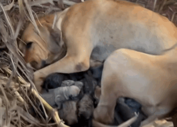 M3108023_Levamos Naomi com os filhotes para casa nova dela fazendaaboavista_part2