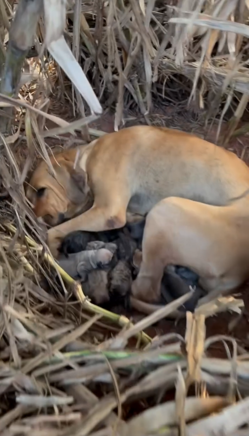 M3108023_Levamos Naomi com os filhotes para casa nova dela fazendaaboavista_part2