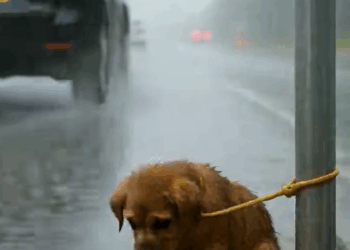 M1809003_Police Officer Rescued Helpless Puppy from the Rain Sweet memes_part2