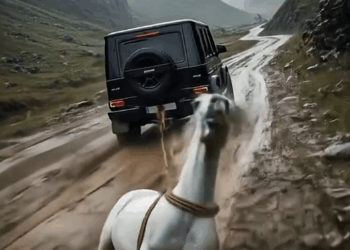 M1809001_Brave dog saved the horse while it was being dragged by car ai horse rescue car Manish Kumar_part2