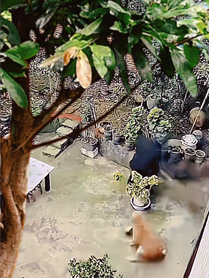 M2009006_Animals fyp viral_part2