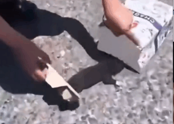 M3108010_puppys-life-changed-forever-watch-why-m3627 Unleashed Heroes_part2