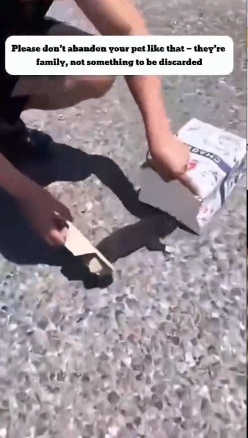 M3108010_puppys-life-changed-forever-watch-why-m3627 Unleashed Heroes_part2