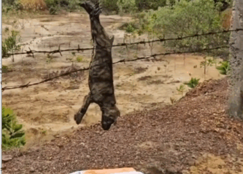 M1809008_Hanging helpless but Saved petcare petadoption communityevents petowners petsearch mentalhealth animalrescue petlove commu_part2