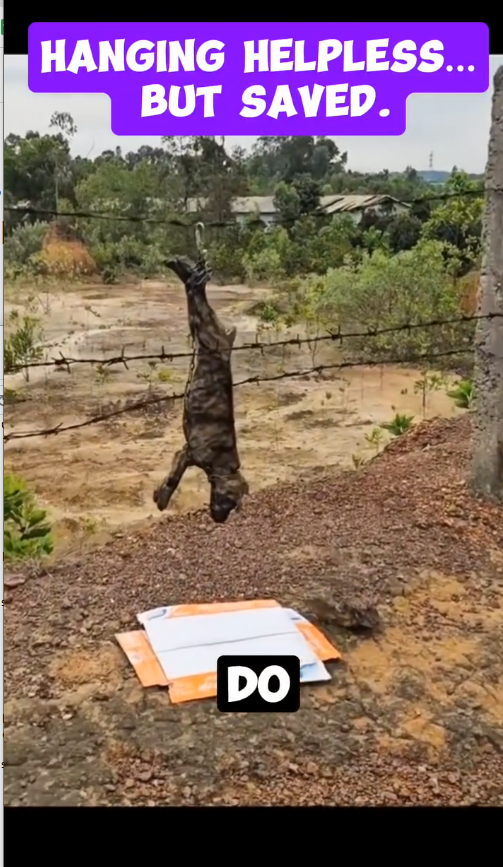 M1809008_Hanging helpless but Saved petcare petadoption communityevents petowners petsearch mentalhealth animalrescue petlove commu_part2