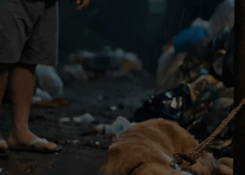 MB19009 Abandoned Dog To Loved Friend Forever K94 rescue trending pet dog K94 Fusion