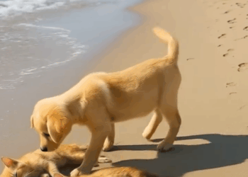 M1809005_Brave Puppy Saved Two Ginger Kittens by the Seashore Sweet memes_part2