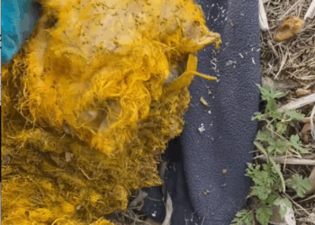 M2009016_Poor dog part pet trending fyp xuhuong petsoftiktok dog dogs…_part2