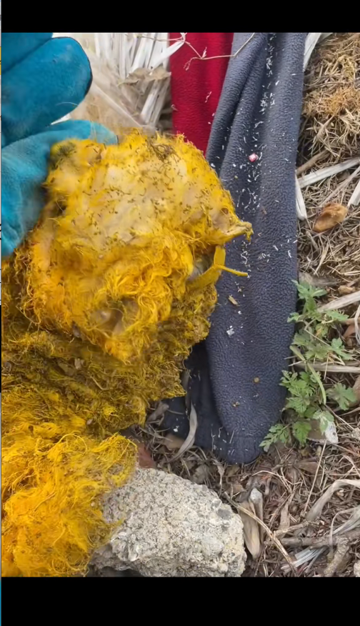 M2009016_Poor dog part pet trending fyp xuhuong petsoftiktok dog dogs…_part2