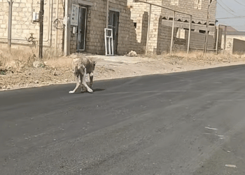 M2009001_TikTok video_part2