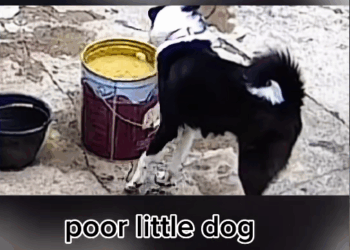 M2009019_poor little dog videos dog dogsoftiktok animal fyp_part2