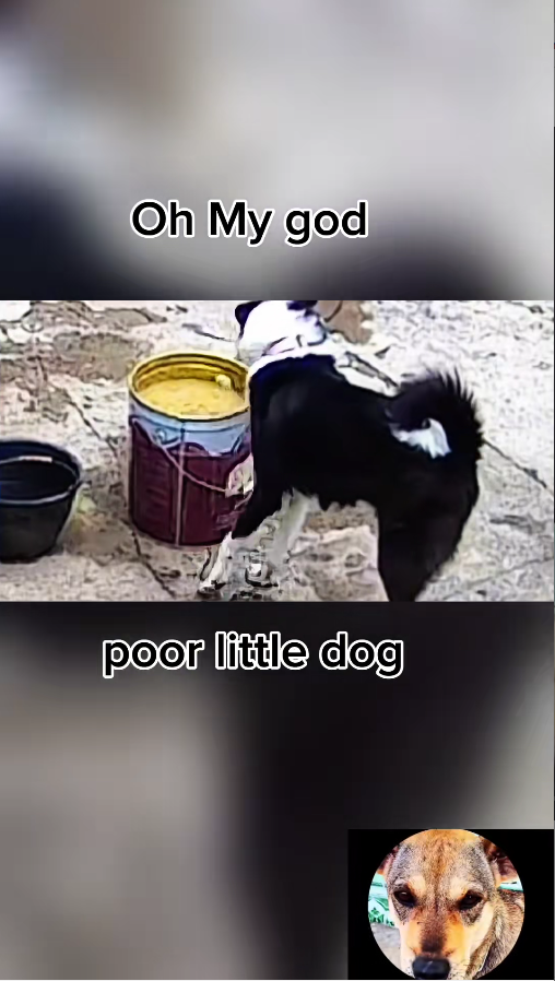 M2009019_poor little dog videos dog dogsoftiktok animal fyp_part2
