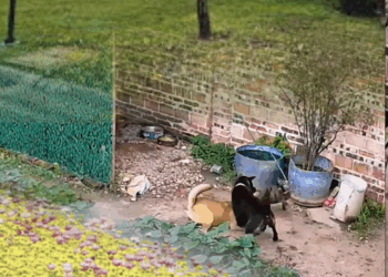 M2109017Two big dogs scared little dog #poorlittledog #bullydog #dogsofti…_part2