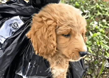 M2109016true hero #humanity #salvandovidas #resgateanimal #seresdeluz #vi