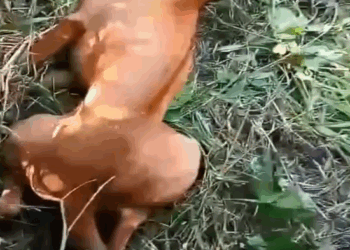 M3108026_Sus Esperanzas de Caminar se habían Perdido paso Esto_part2