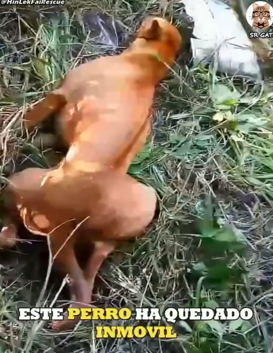 M3108026_Sus Esperanzas de Caminar se habían Perdido paso Esto_part2