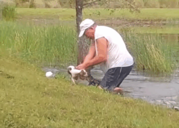 M2109019What would you do to save your pet #animalnews #news #alligator #d