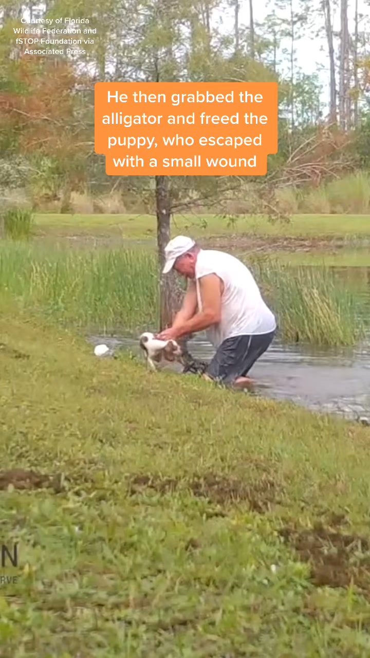 M2109019What would you do to save your pet #animalnews #news #alligator #d