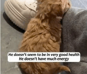 M2109013thought was just picking up puppy, but didn realize it…_part2