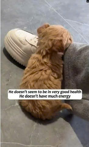 M2109013thought was just picking up puppy, but didn realize it…_part2