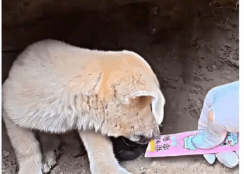 M2109015true hero #humanity #emotional #edit #rescuedog_part2