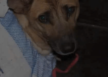 M2109012These dogs were found like this, they were all rescued are doi…_part2