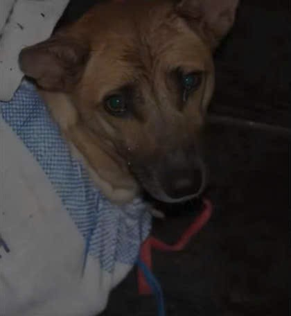 M2109012These dogs were found like this, they were all rescued are doi…_part2