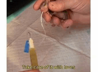 M2109006found newborn opossum on road gave it life #opossum…_part2