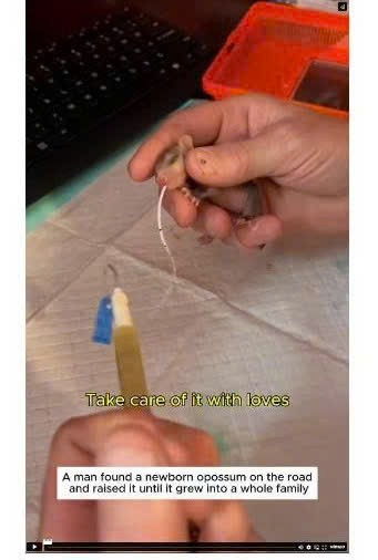 M2109006found newborn opossum on road gave it life #opossum…_part2