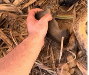 M2109018Uma coisa eu nao entendo, uma cachorra de rua sem nenhum cuidado, sem…_part2