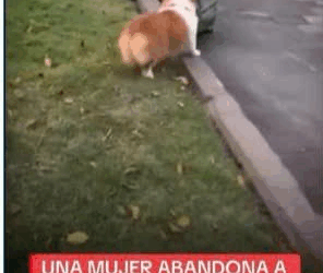 M2109001#nomaltratoanimal ayudemos compartir concientizar las personas…._part2