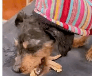 M2109002#straydog #viralviedo #lonelydog #lovememode #spayandneuter #abandone…_part2