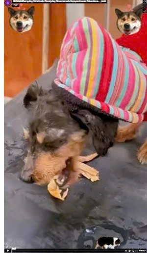 M2109002#straydog #viralviedo #lonelydog #lovememode #spayandneuter #abandone…_part2