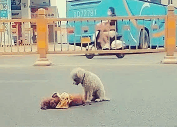 2309008love of these dogs makes me want to cry_part2